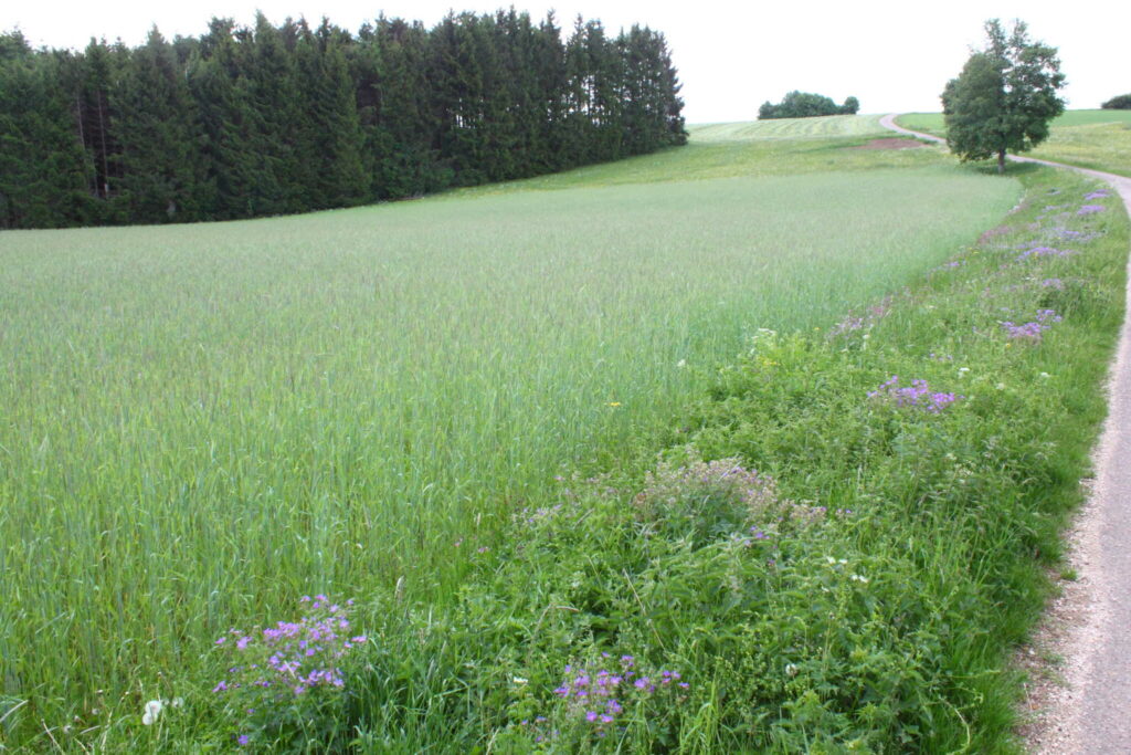 Feld- und Fachtag der Universität Hohenheim widmet sich innovativem Brotgetreide