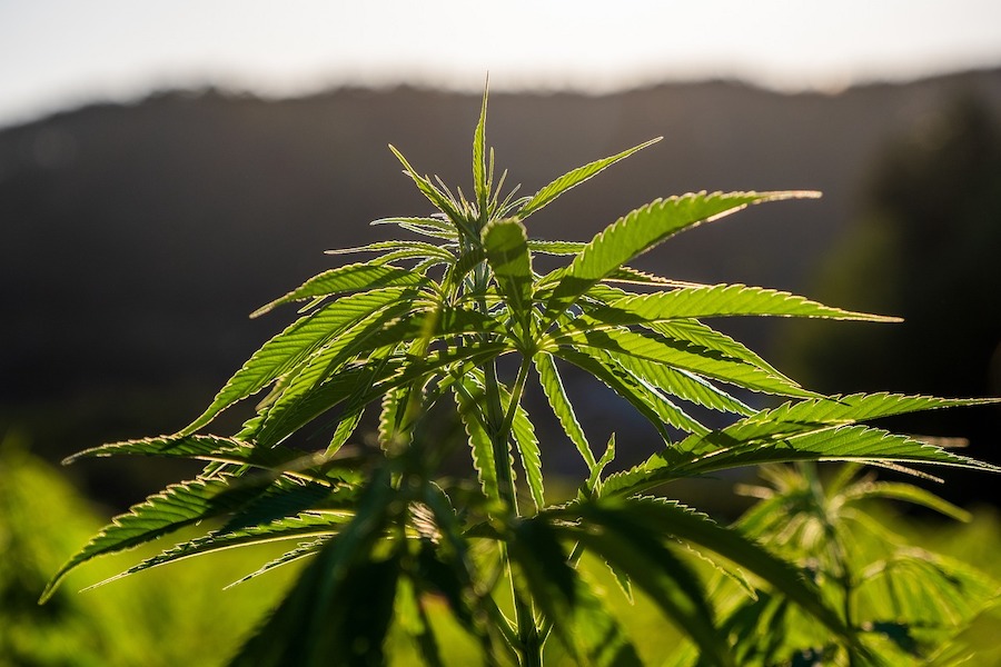 BGN: Kein Cannabis bei der Arbeit