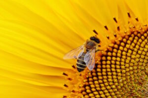 Biene Blume
