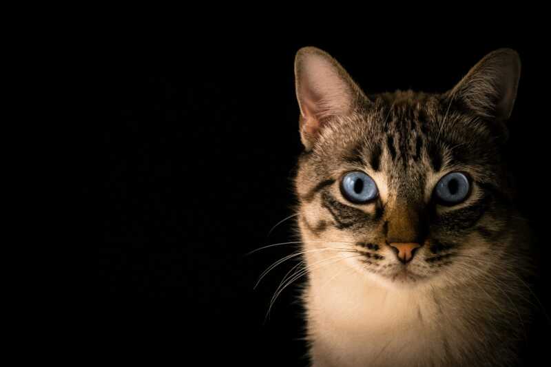 Katze löst Alarm aus – Polizei rückte aus