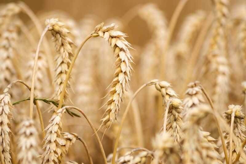 VGMS: Weizen ist viel besser als sein Ruf