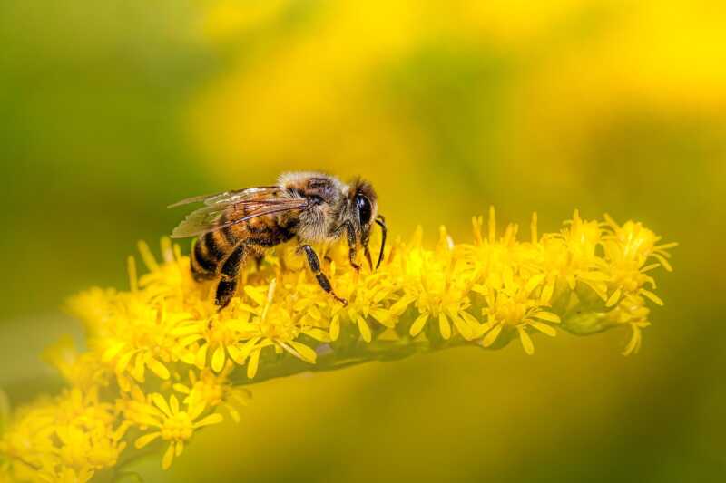 Insektenvernichter: Bäckerei in Bielefeld für getötete Honigbienen in der Kritik