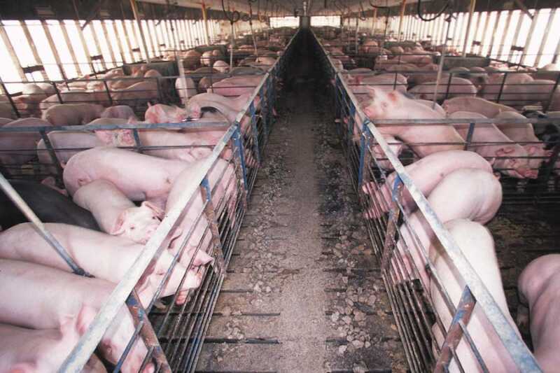 Geplante Tierhaltungskennzeichnung: Bäckerverbände üben Kritik